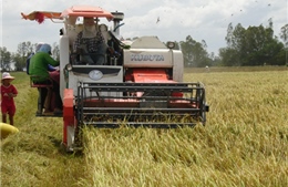 Lúa gạo bị “làm giá”